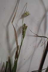 Carex microrhyncha