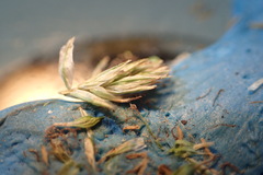 Carex microrhyncha
