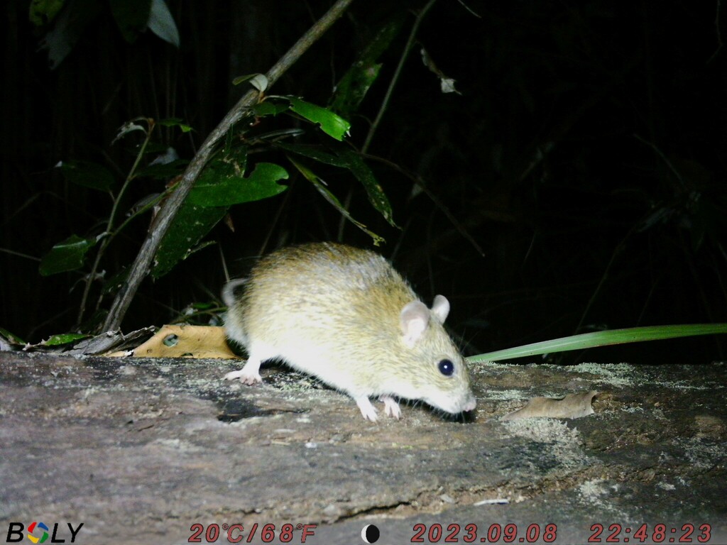 Australian Pale Field Rat