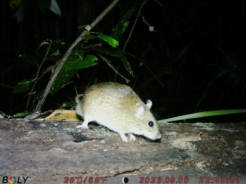 Pale Field Rat (Rattus tunneyi) — Least Concern Mammalia