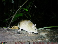 Australian Pale Field Rat photo 1