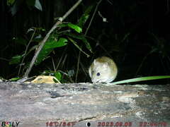 Australian Pale Field Rat photo 3