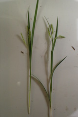 Carex oxylepis
