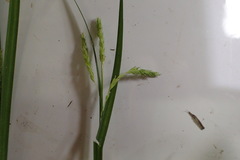Carex oxylepis