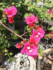 Bougainvillea