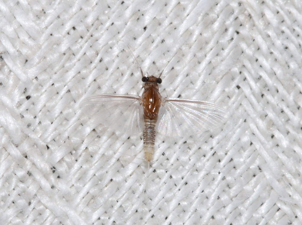 Caenis amica