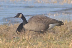 Branta canadensis occidentalis