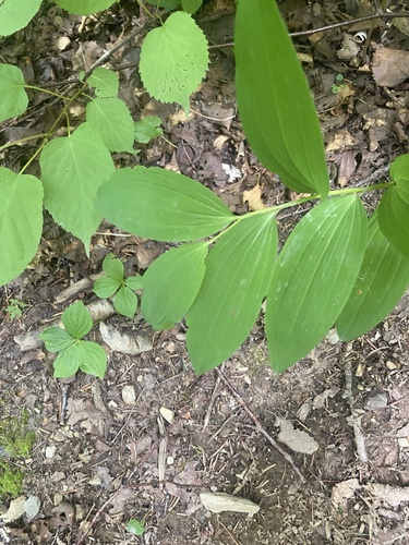 Polygonatum odoratum