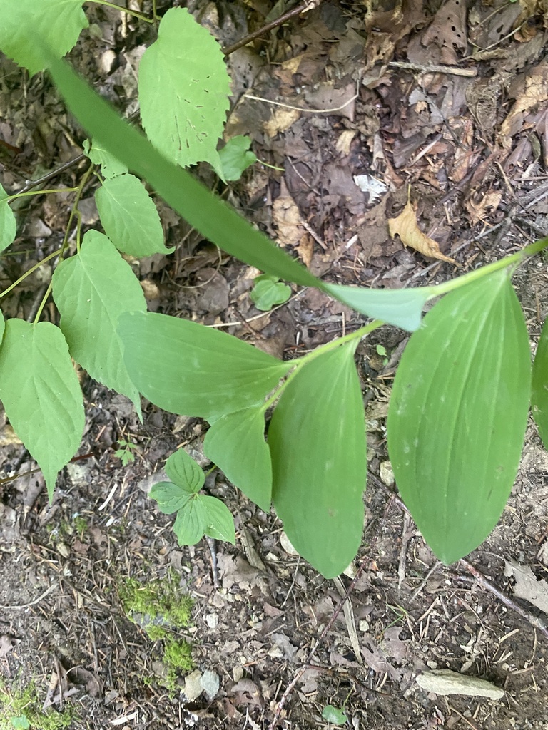 Polygonatum odoratum, Сахалин, Городской Округ Южно-Сахалинск, Сахалинская область, RU
