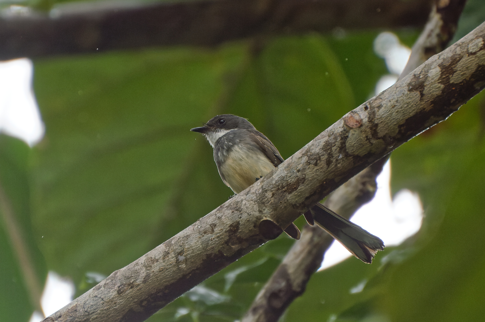 Northern Fantail illustration