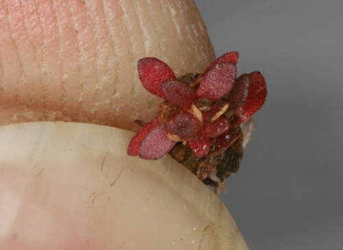 Image of Elatine americana by no rights reserved