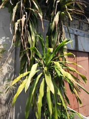 Dracaena fragrans