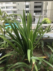 Pandanus amaryllifolius