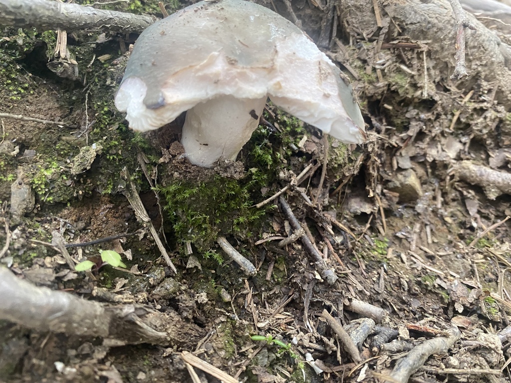 Russula