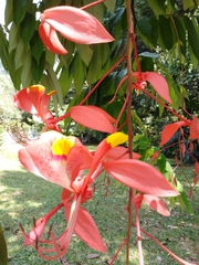 Amherstia nobilis