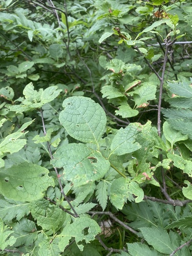 Euonymus sachalinensis, photograph 4