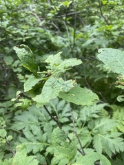 Euonymus sachalinensis, photograph Илья Руденко, CC BY, iNaturalist via GBIF