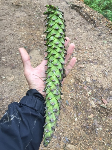 Mexican white pine