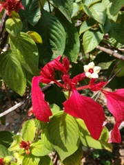 Mussaenda erythrophylla