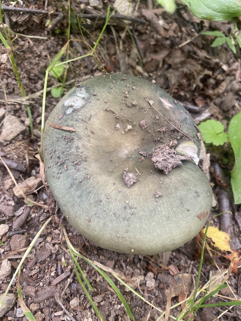 Russula · July 2023 · photo: © ilya_rudenko (iNaturalist, cc-by)