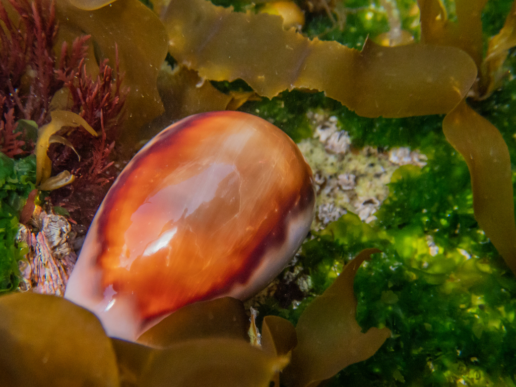 Chestnut Cowry from Mission Beach, San Diego, CA 92109, USA on ...