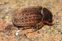 Odontria xanthosticta