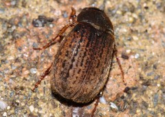 Odontria xanthosticta