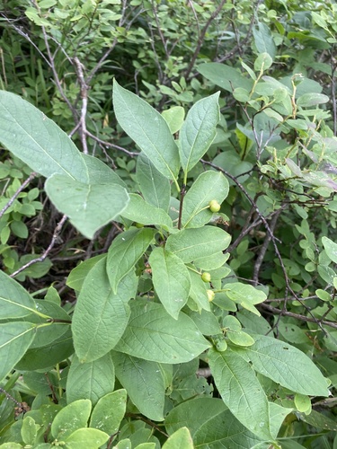 Lonicera glehnii, photograph 2