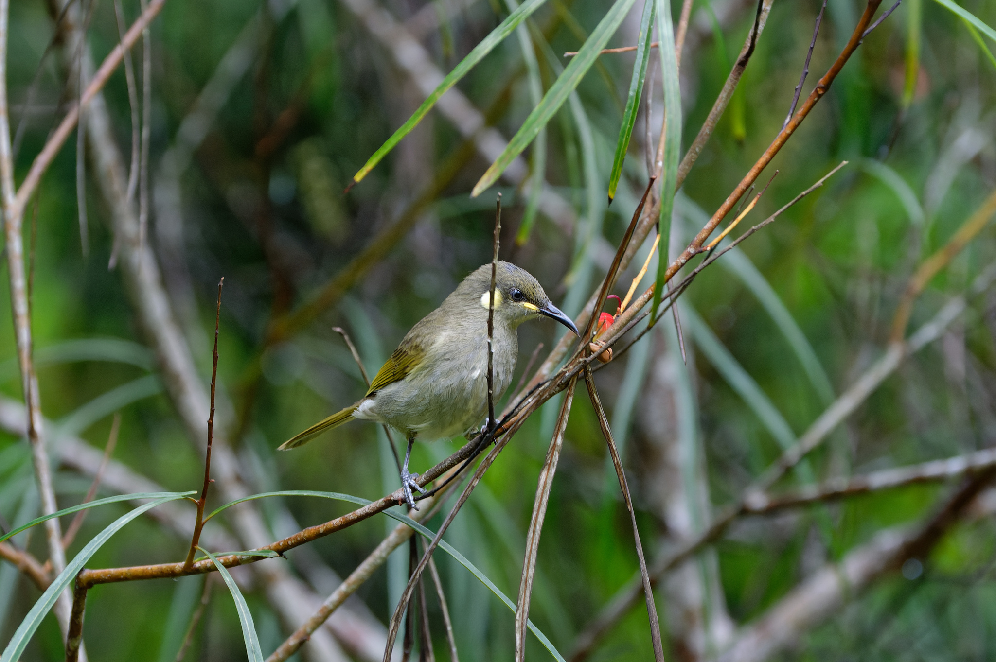 Cryptic Honeyeater illustration