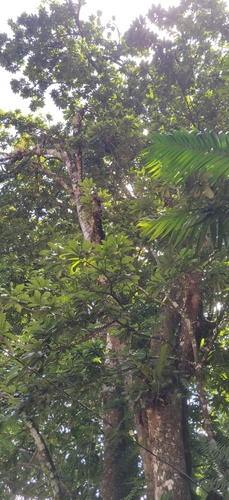 Pouteria viridis, photograph 2