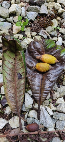 Pouteria viridis, photograph 3