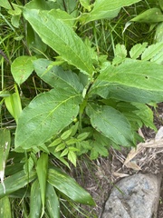 Lonicera glehnii, photograph Илья Руденко, CC BY, iNaturalist via GBIF