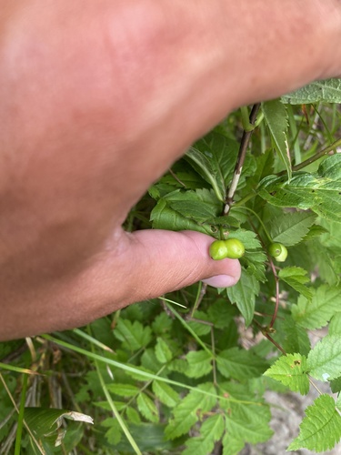 Lonicera glehnii, photograph 6