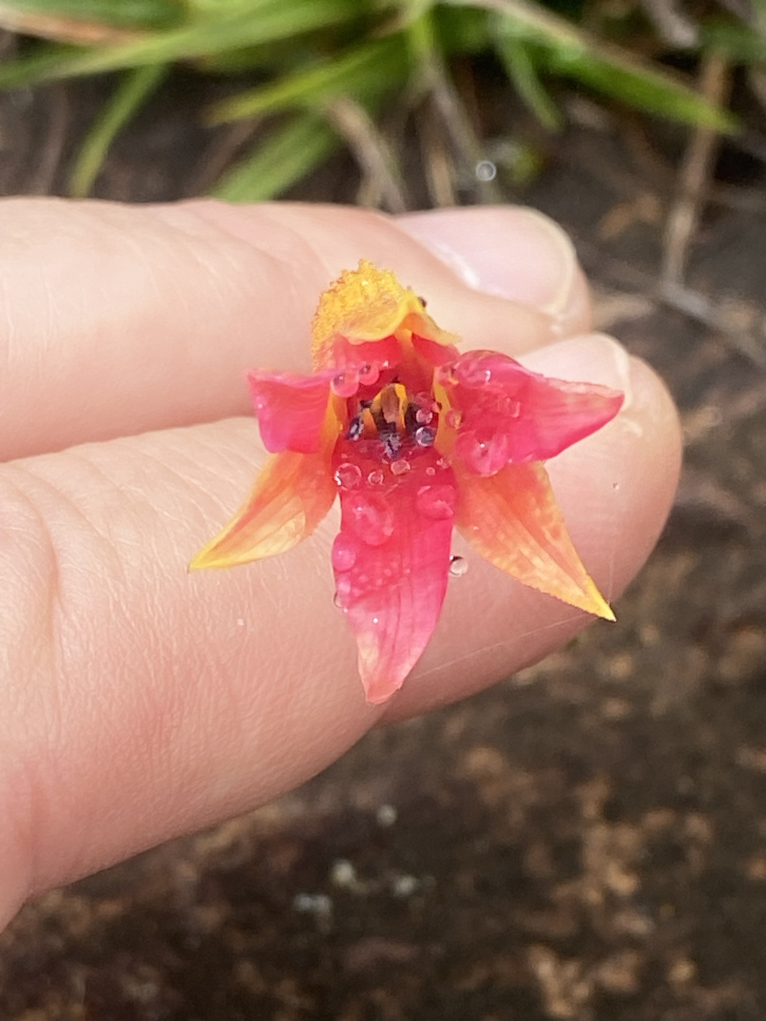 Barbacenia irwiniana