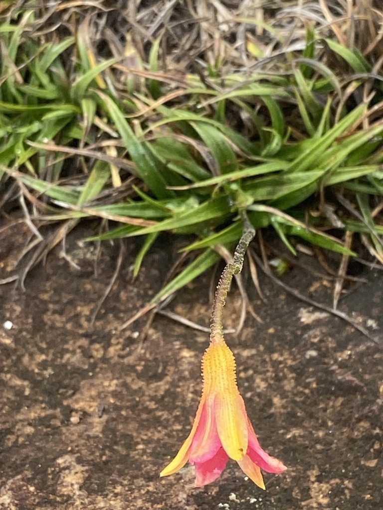 Barbacenia irwiniana