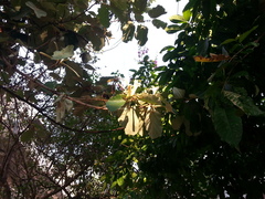 Pterospermum acerifolium