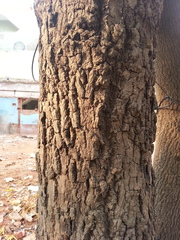 Pterospermum acerifolium