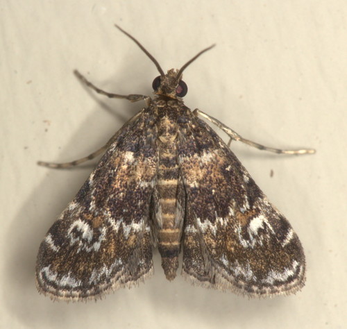 Waterlily Leafcutter Moth