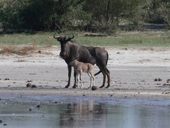 Connochaetes taurinus