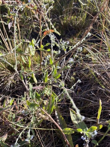 Cynoglossum amabile observed 2023-09-07