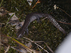 Ambystoma jeffersonianum