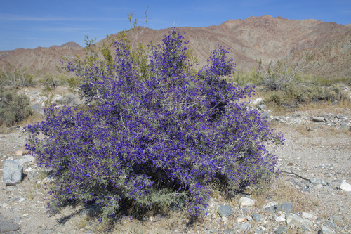 iNaturalist observation photo of indigo-bush