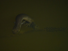 Ambystoma jeffersonianum