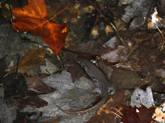 Ambystoma jeffersonianum
