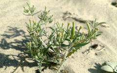 Mentzelia affinis