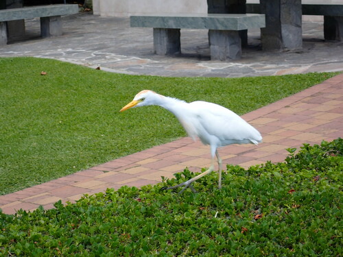 Western Cattle-Egret photographed in Hawaii