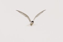 Sternula antillarum browni