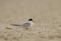 Sternula antillarum browni