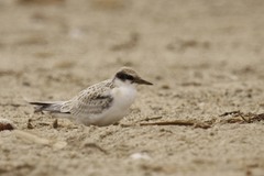 Sternula antillarum browni