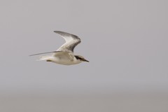 Sternula antillarum browni